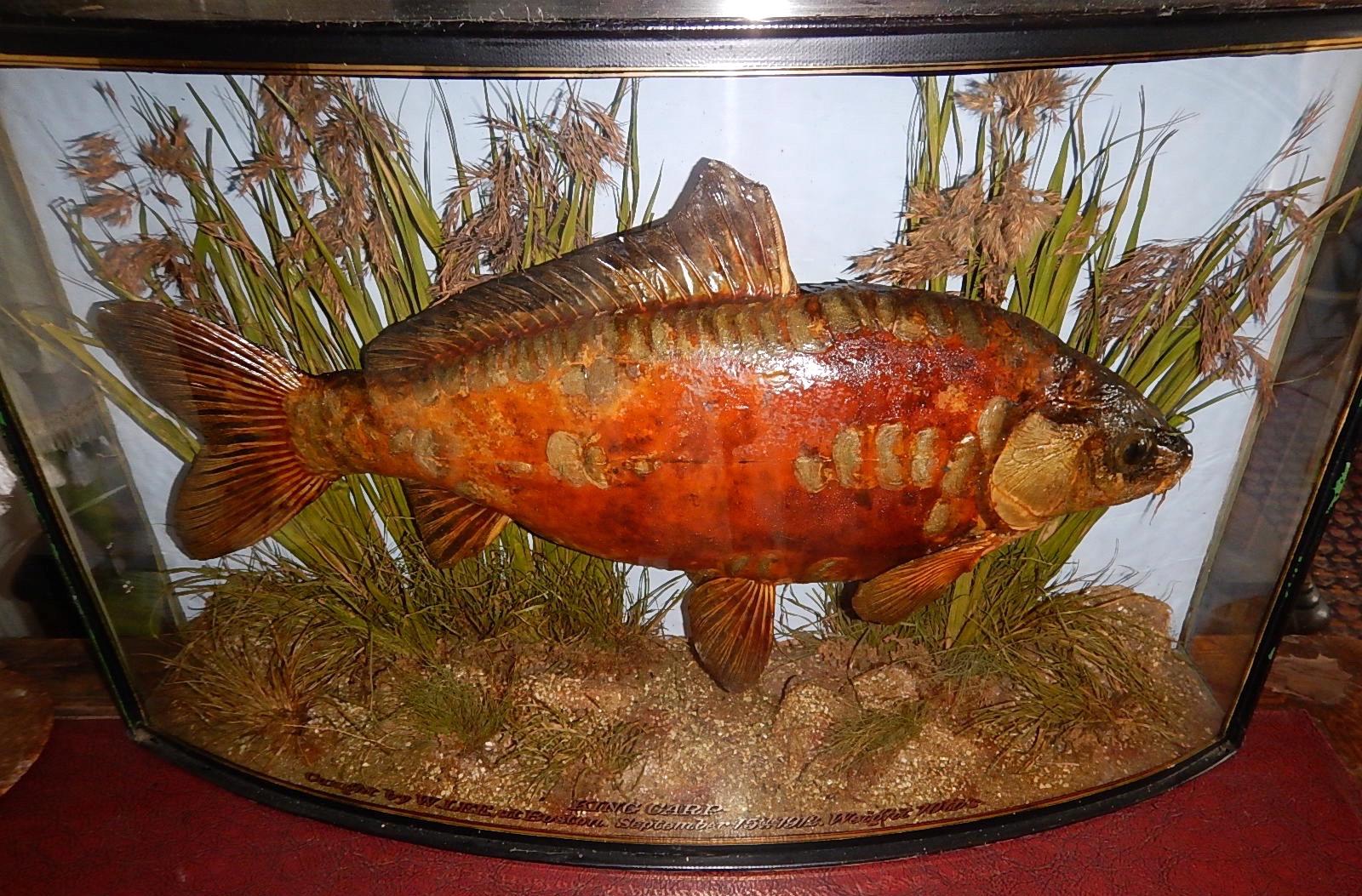 Appraisal: A taxidermy specimen of a mirror carp mounted in a