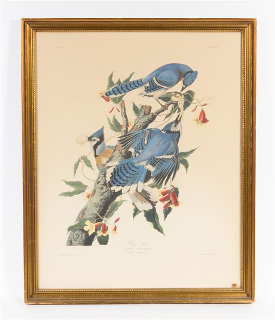 Appraisal: Sale Lot After John James Audubon American - Blue Jay