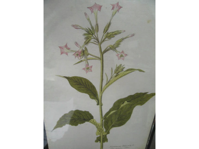 Appraisal: Large Early Botanical Engravings