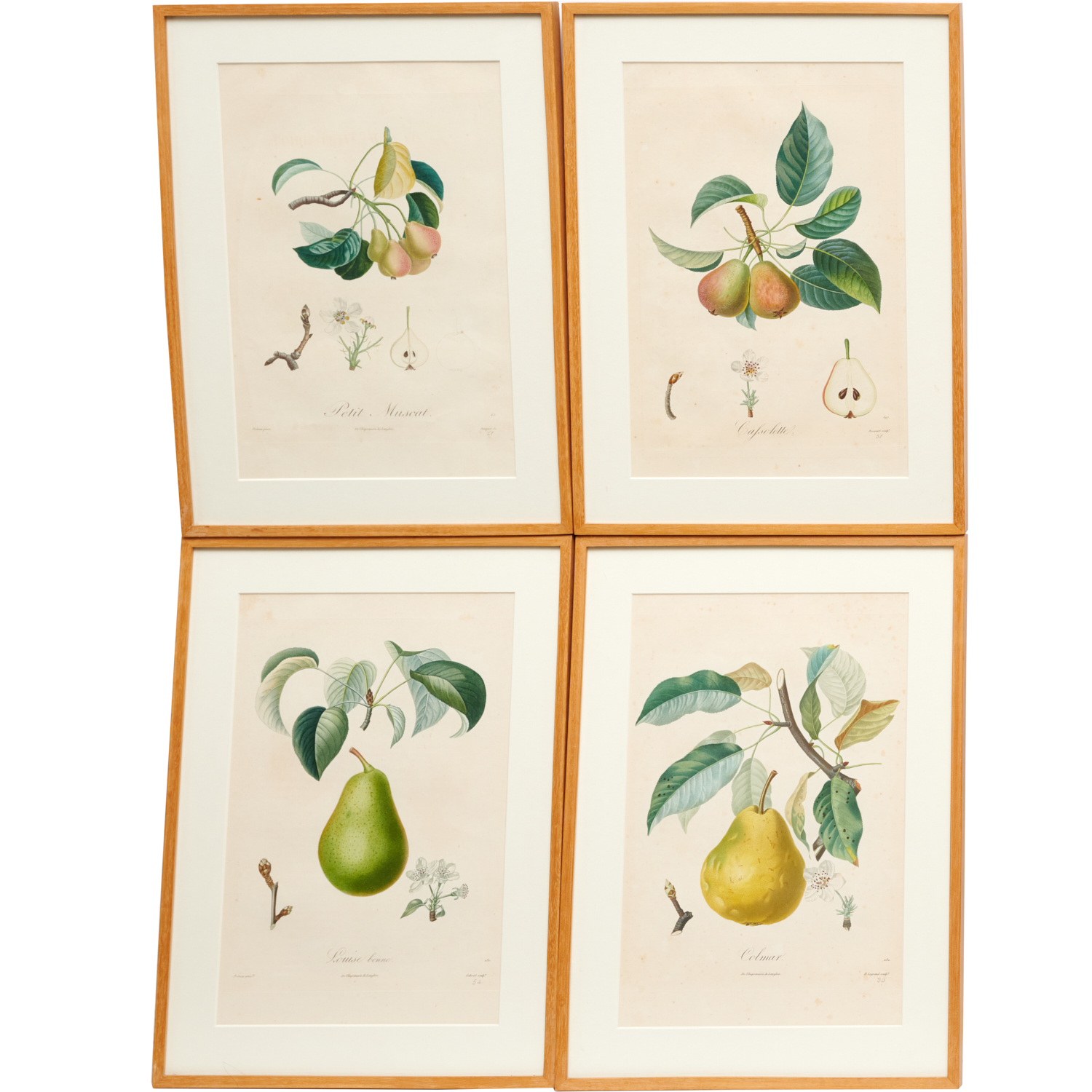 Appraisal: PEARS COLOR LITHOGRAPHS Early th c four pear varietals color