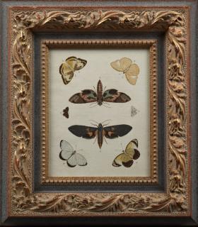 Appraisal: German School Butterflies and Moths early th c colored prints