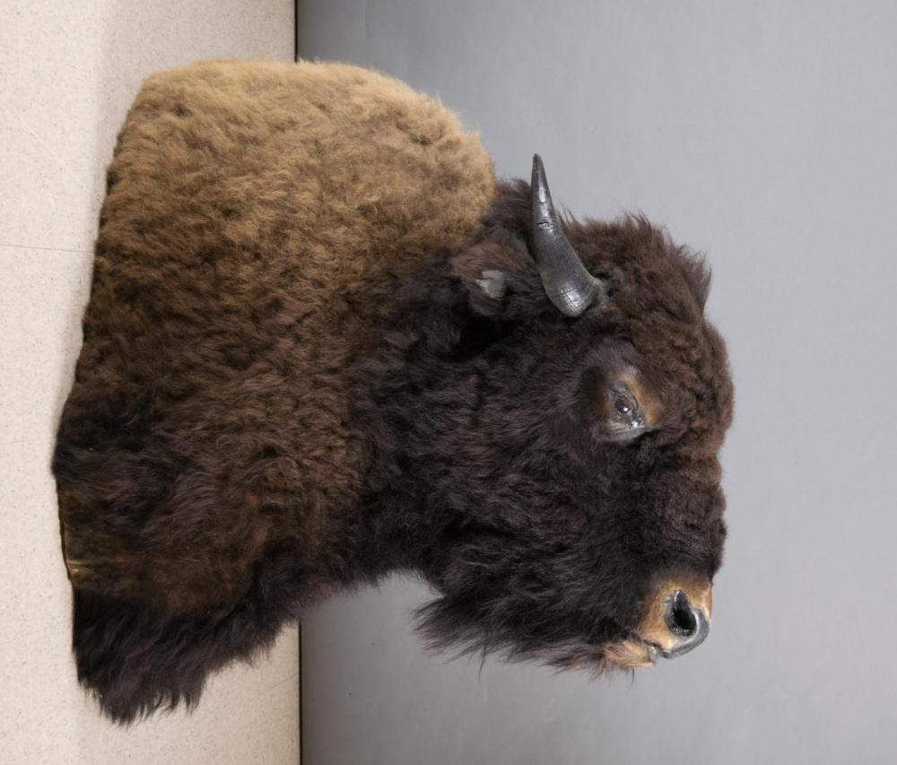 Appraisal: PLAINS BISON AMERICAN BUFFALO taxidermy mount large head and shoulder