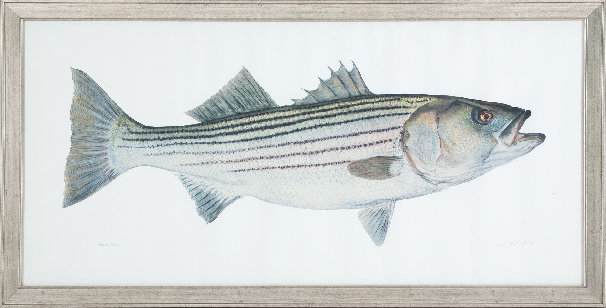 Appraisal: FRAMED PRINT OF A STRIPED BASS By Frick Ford x