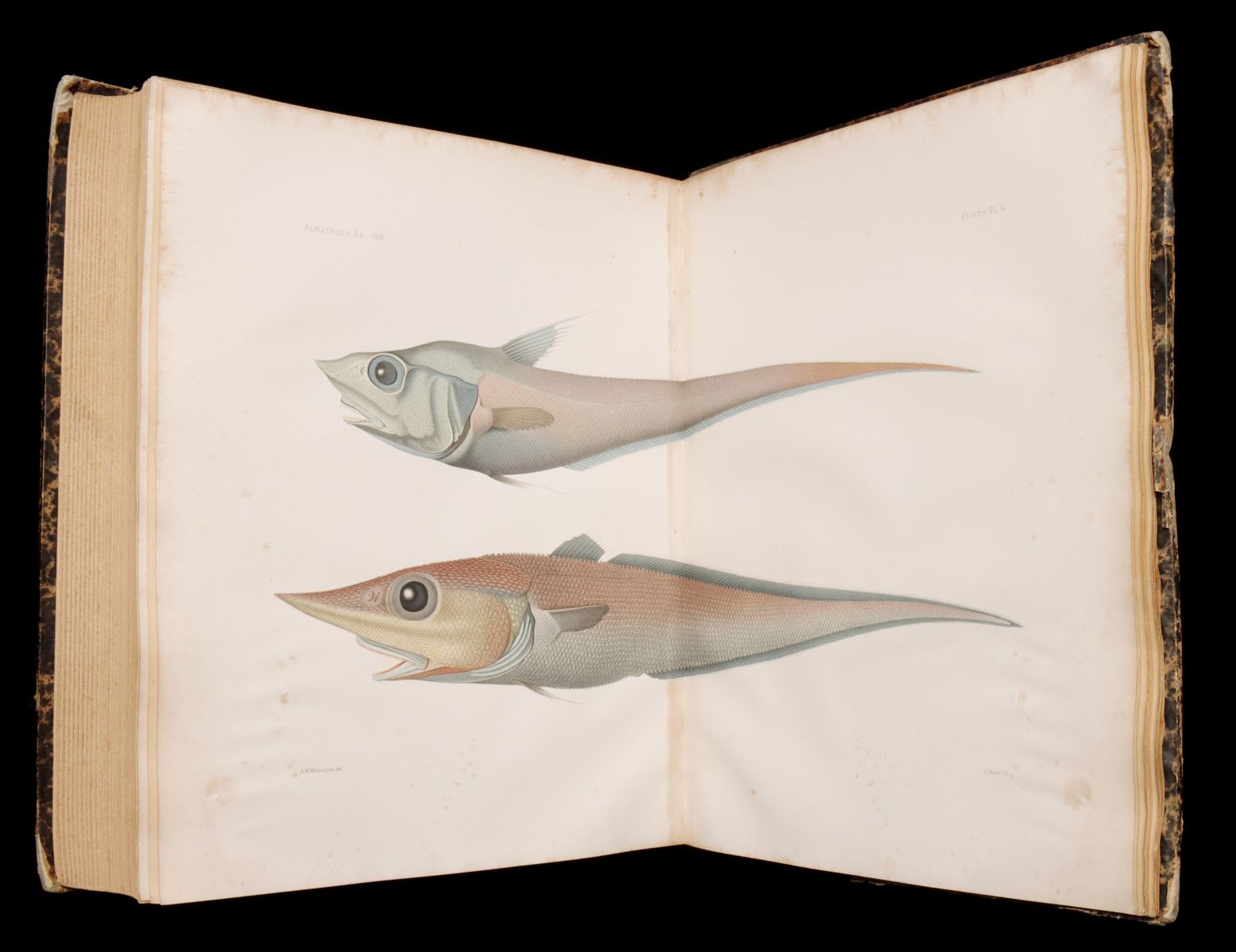 Appraisal: GARMAN MEMOIRS COMPARATIVE ZOOLOGY - THE FISHES Samuel Walton Garman