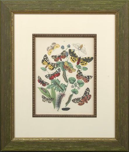 Appraisal: British School Third Quarter th Century Butterflies and Moths suite