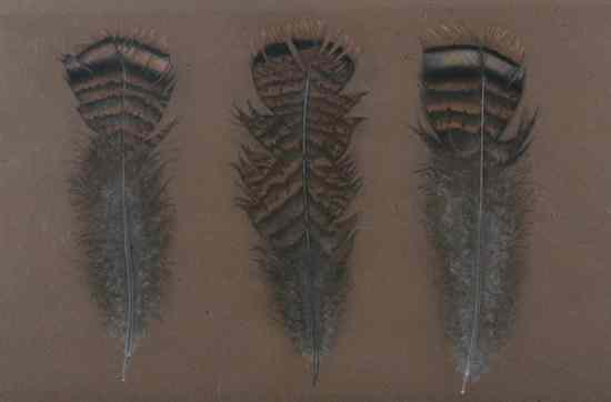 Appraisal: KATHLEEN RAGUSEA American th century WILD TURKEY FEATHERS pastel on