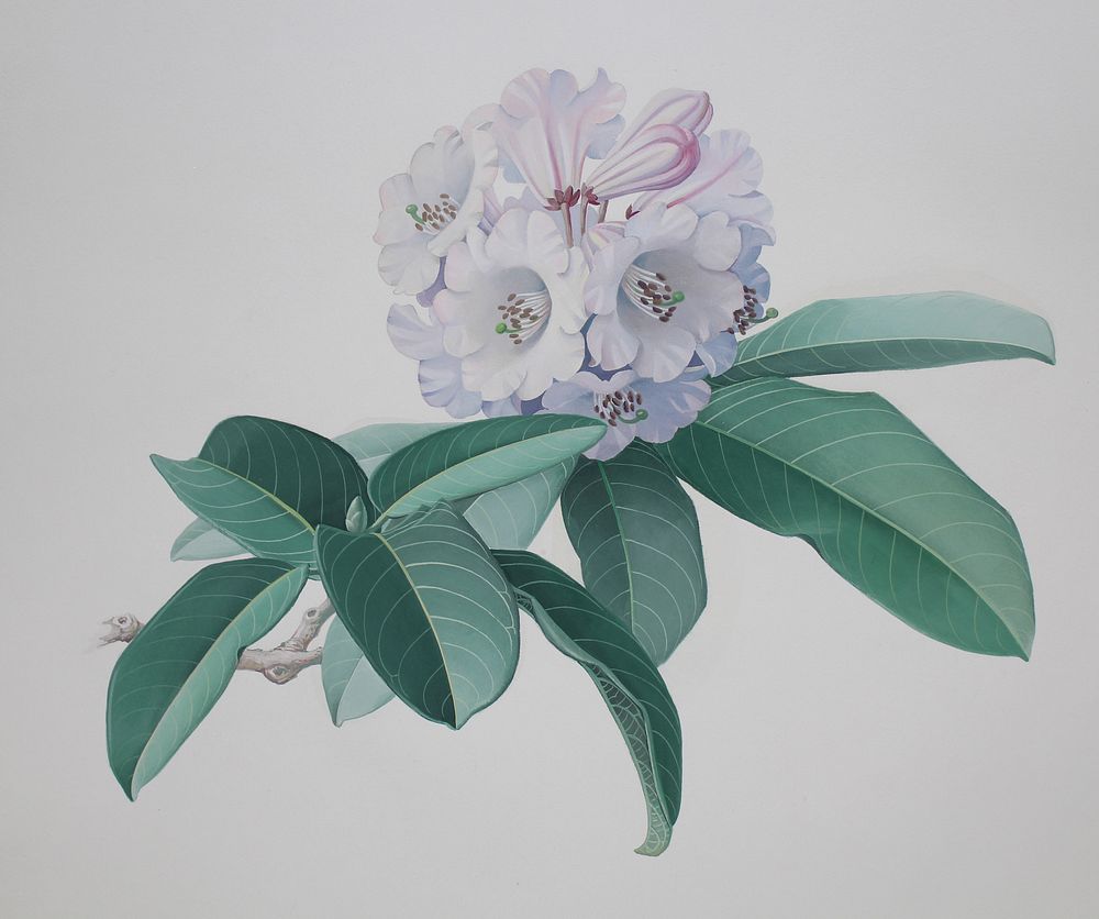 Appraisal: Zeng Xiaolian B Rhododendron Fortunei Zeng Xiaolian B Rhododendron Fortunei