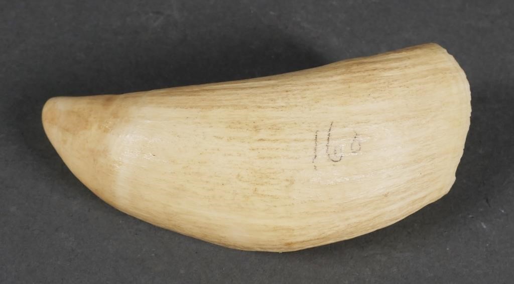 Appraisal: Authentic sperm whale tooth Late th or early th century