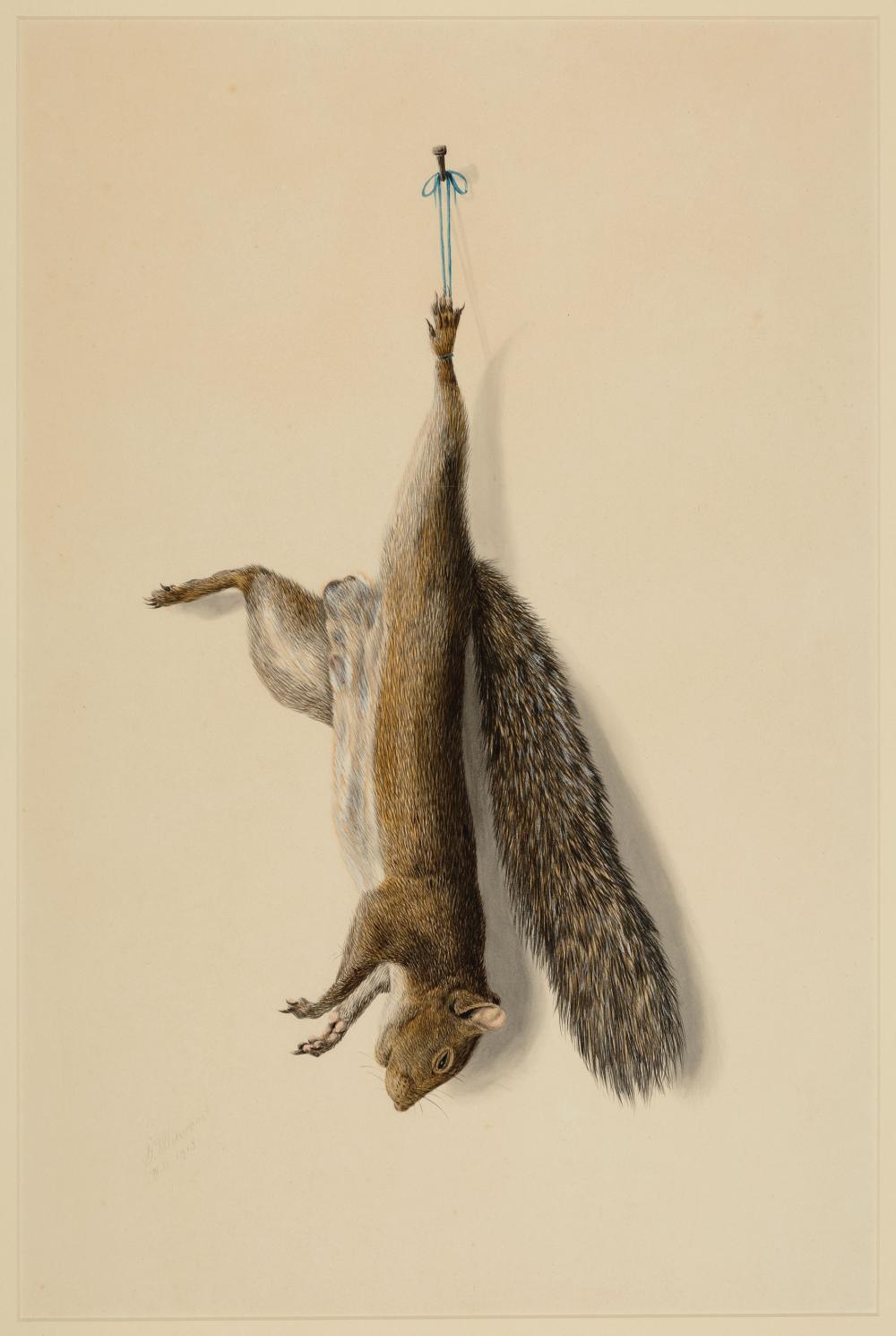 Appraisal: George Louis Viavant American Louisiana - Nature Morte Squirrel watercolor