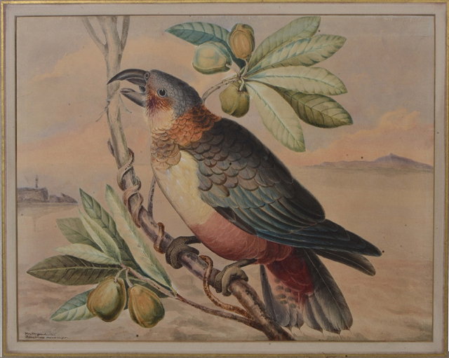 Appraisal: AN EARLY TH CENTURY ENGLISH SCHOOLOrnithological studies Guillemont and Parrot