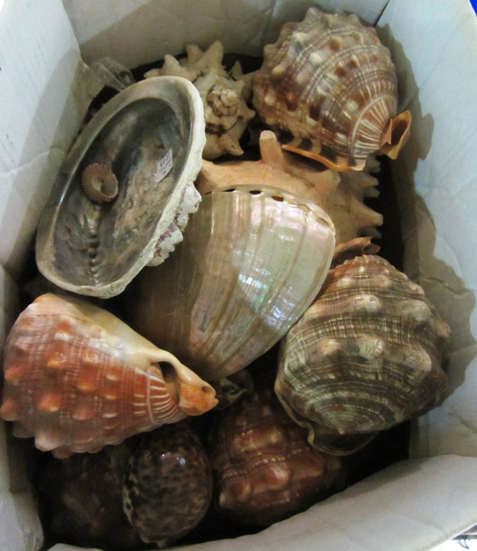 Appraisal: A box of sea shells including conch