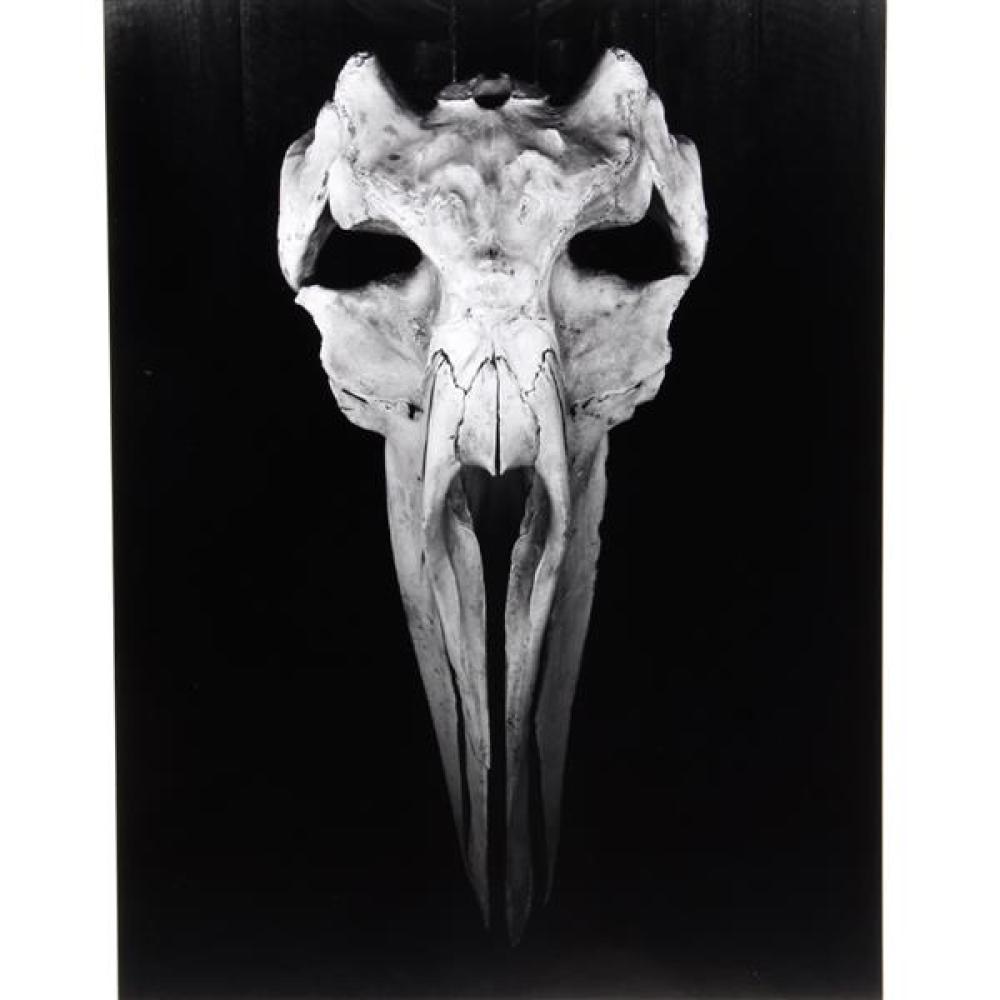 Appraisal: MORELY BAER AMERICAN - WHALE SKULL BIG SUR PHOTOGRAPH H