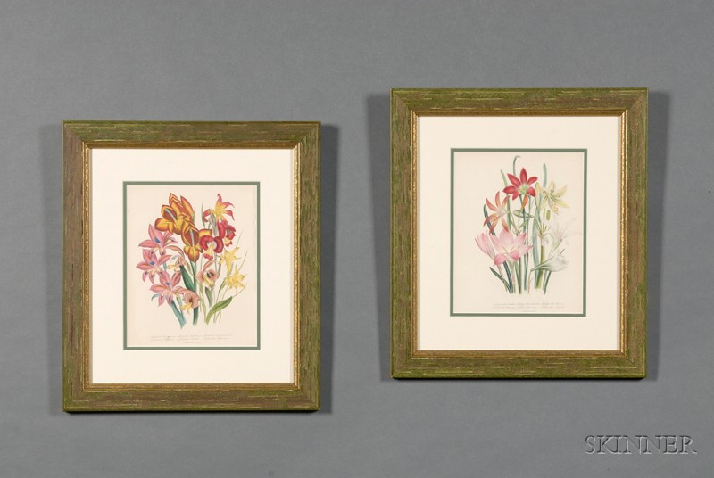 Appraisal: Set of Eight English Botanical Lithographs mid th century after