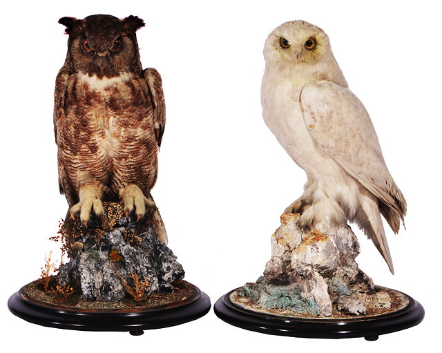 Appraisal: A PAIR OF VICTORIAN PRESERVED OWLS an eagle owl and