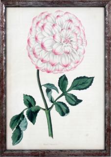 Appraisal: SIR JOSEPH PAXTON FLORAL LITHOGRAPH SIR JOSEPH PAXTON FLORAL LITHOGRAPH