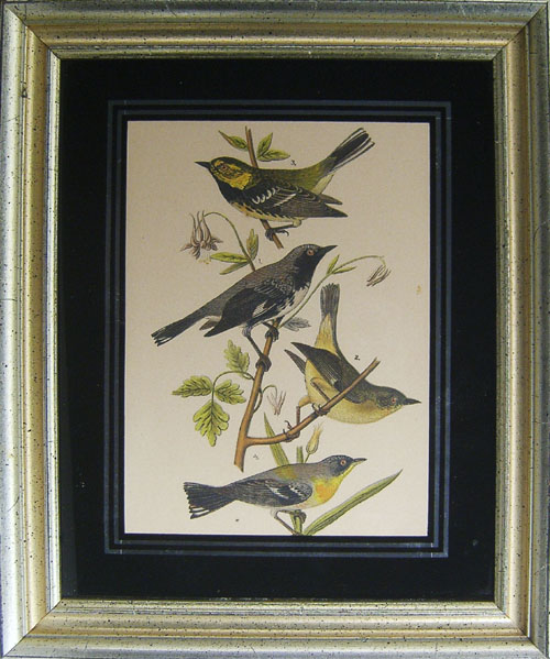 Appraisal: Seven small bird prints