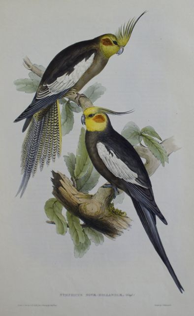 Appraisal: Cockatoo Parrakeet Nymphicus Novae-Hollandiae Lithograph by Elizabeth Gould