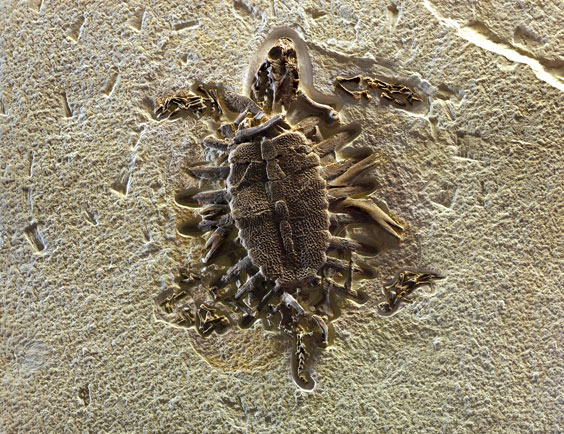 Appraisal: AN EXTREMELY RARE FOSSIL TURTLE Trionyx Eocene Green River Formation