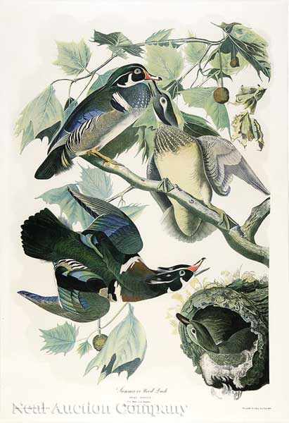 Appraisal: John James Audubon American - Summer or Wood Duck Plate