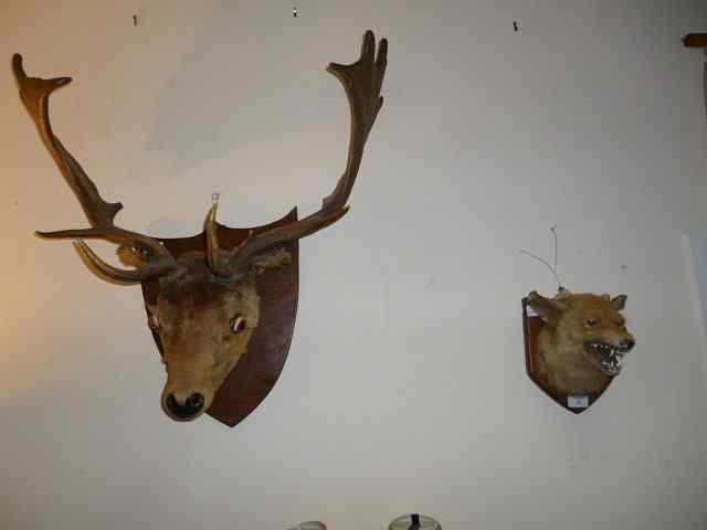 Appraisal: AN OLD PRESERVED FOX'S MASK mounted on an oak shield