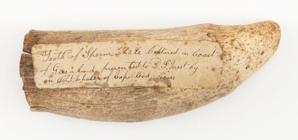 Appraisal: UNENGRAVED WHALE'S TOOTH LENGTH UNENGRAVED WHALE'S TOOTH Old label affixed