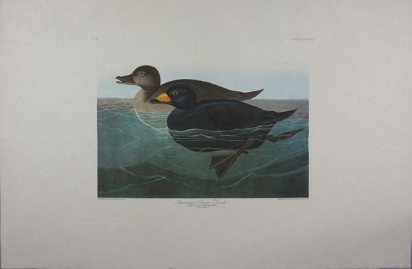 Appraisal: Audubon print American scoter duck No engraved printed and colored