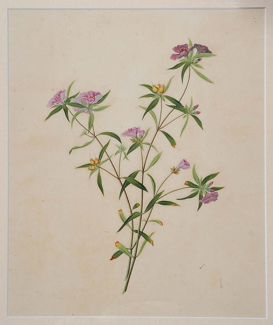 Appraisal: th th Century Chinese SchoolFour botanical studies of different flowers