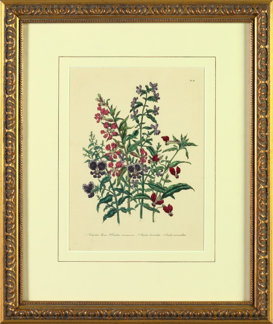 Appraisal: British School th Century Vibrant Botanicals pair of hand-colored lithographs