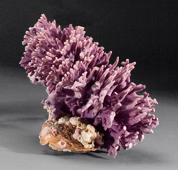 Appraisal: Coral Specimen Allopora californica Tubastraea micranthus Catalina Island Solomon Islands