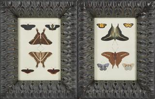 Appraisal: Pair of Butterfly Prints late th c presented in wide