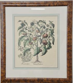 Appraisal: Two large plant and flower prints including Solanum Pomiferum in