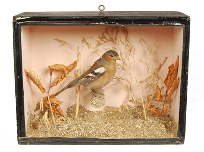 Appraisal: A cased chaffinch in cm h in cm w