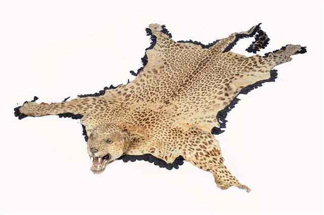 Appraisal: AN OLD TAXIDERMIC LEOPARD mounted on material head to tail