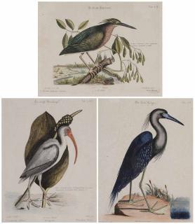 Appraisal: After Mark Catesby British - Three waterbirds Plates LX Bittern