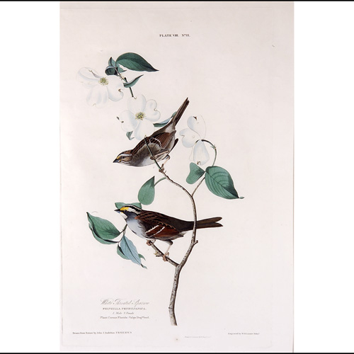 Appraisal: John James Audubon American - White Throated Sparrow hand-colored engraving