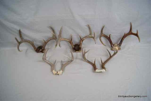 Appraisal: Trophy Whitetail Deer Antler SetsAll are nice trophy's with points