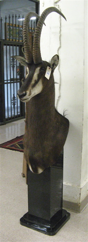 Appraisal: AFRICAN SABLE ANTELOPE hippotragus niger trophy head mount displayed on