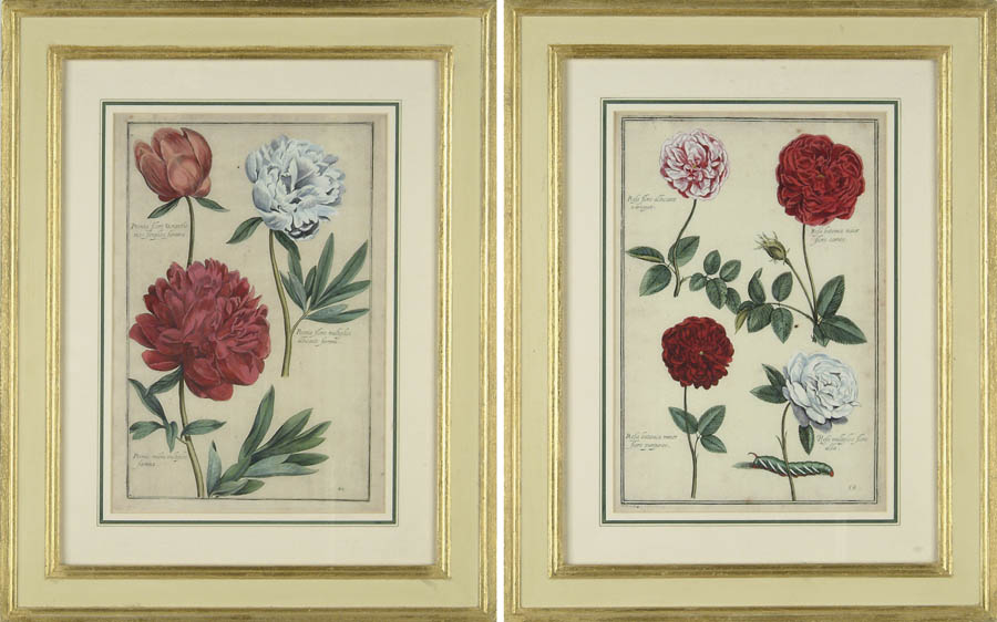 Appraisal: PAIR OF COLORED BOTANICAL PRINTS One numbered and the other