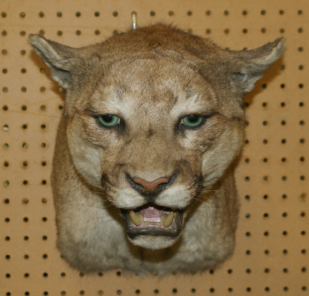 Appraisal: Mountain lion head mount