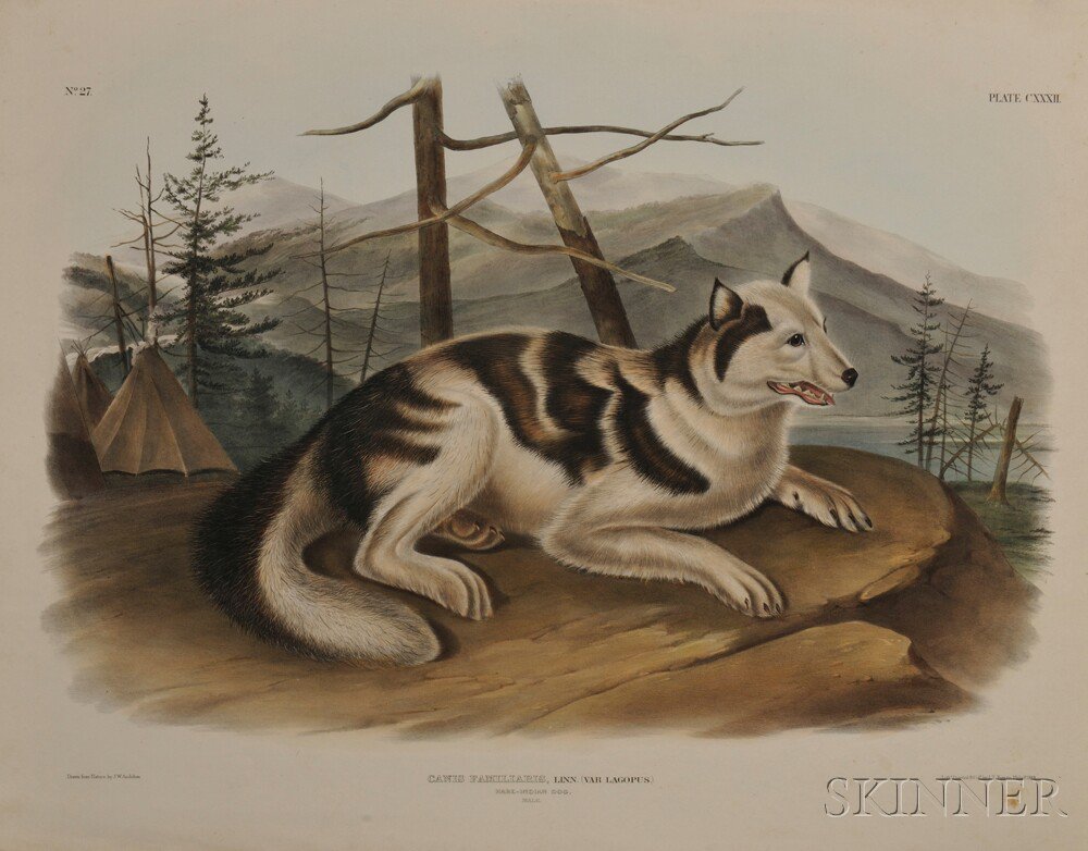 Appraisal: Audubon John James - Hare Indian Dog Male Plate CXXXII