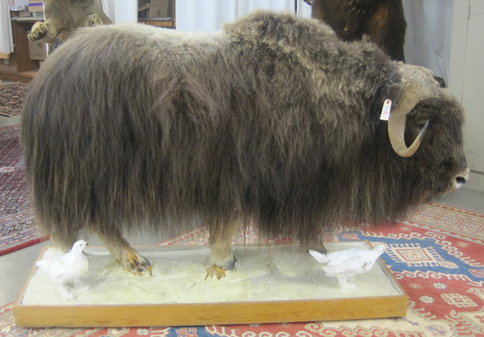 Appraisal: MUSKOX TAXIDERMY FULL MOUNT Ovibos moschatus an Arctic mammal of