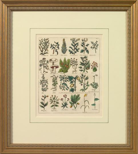 Appraisal: After Nicholas Culpeper British - Botanical Studies suite of four