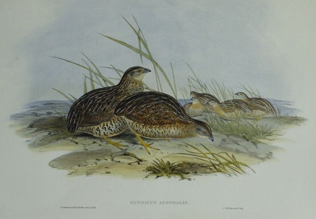 Appraisal: Australian Partridge Synoicus Australis