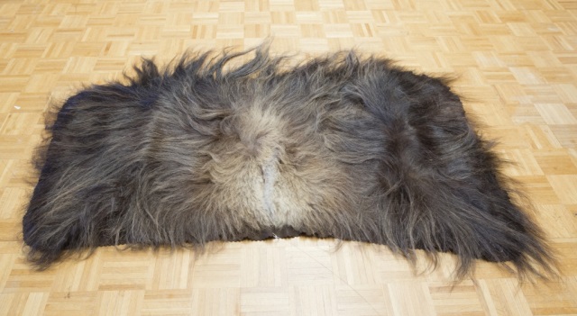 Appraisal: a Musk Ox Pelt Taxidermy Rug Telesky Taxidermy Ltd label