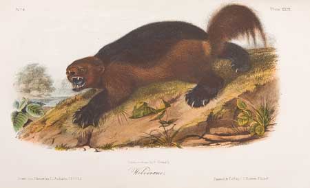 Appraisal: ANIMALS Audubon John James and Bachman John The Quadrupeds of