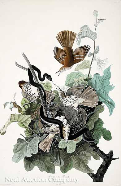 Appraisal: After John James Audubon American - Ferruginous Thrush shown with