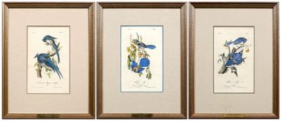 Appraisal: Three Audubon Royal Octavo prints Plate Columbia Magpie or Jay