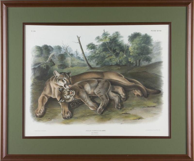 Appraisal: John James Audubon - Cougar Young hand-colored lithograph on wove