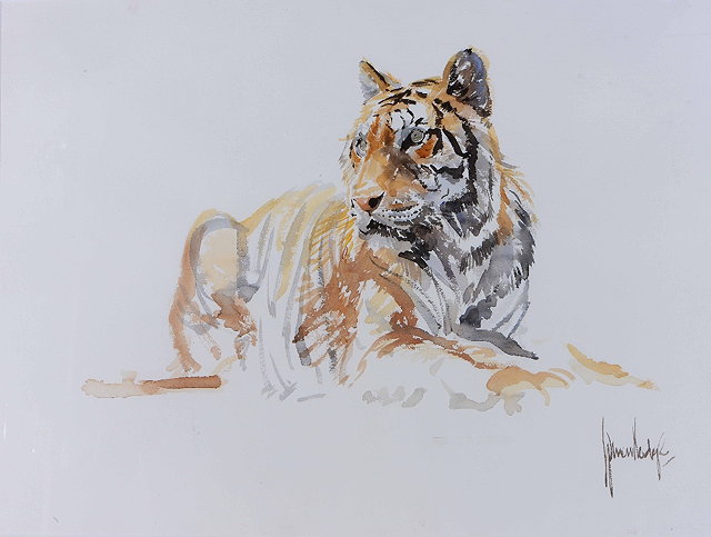 Appraisal: Spencer Hodge b A resting tiger signed watercolour cm x