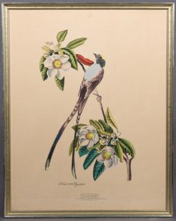 Appraisal: Lois J Lester New Orleans Fork-tailed Flycatcher th c after